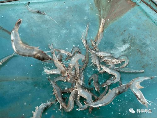 如東小棚秋茬白對(duì)蝦養(yǎng)殖,平均單棚產(chǎn)量2725斤,單棚凈利潤高達(dá)46250元,在他看來養(yǎng)蝦并不難 水質(zhì) 飼料 七好