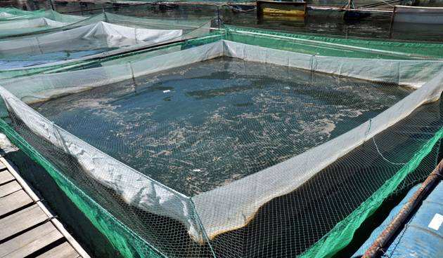 認(rèn)準(zhǔn) 宿州棉麻報(bào)價(jià) 企業(yè)大世界排名推廣