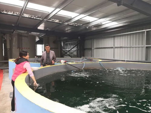 內(nèi)陸山區(qū)養(yǎng) 海蝦 貴州遵義工廠化循環(huán)水對(duì)蝦養(yǎng)殖的探索實(shí)踐