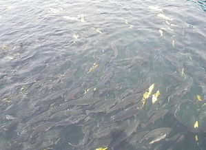 屋頂建個(gè)魚(yú)塘就不怕熱了 網(wǎng)友 你想過(guò)魚(yú)的感受嗎 路由器IT網(wǎng)