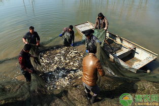 淺談水產生態養殖技術的應用