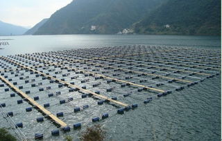 中國網(wǎng) 科技力量推動(dòng)通威發(fā)展 通威30年 暨 科技的力量 新聞發(fā)布會(huì)在蓉舉行