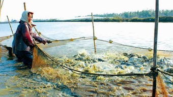水產養(yǎng)殖專業(yè)畢業(yè)實踐淺談,新生報考的也看下