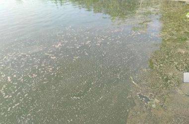 水產養(yǎng)殖一直強調解毒,解毒到底怎么解 實戰(zhàn)達人告訴你如何正確解毒