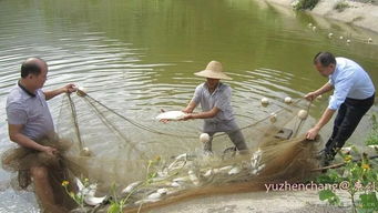 陽春這條村引進魚苗60萬尾,竟將水產養殖搞到風生水起...