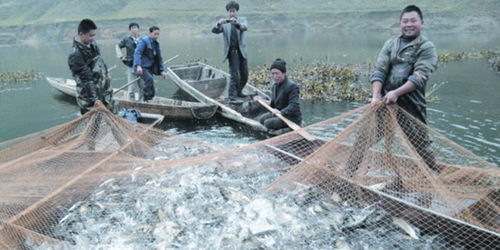 水產(chǎn)養(yǎng)殖技術(shù)推廣中的困難與對(duì)策分析