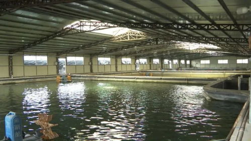 平遠 做活水文章 特色水產養殖風生水起