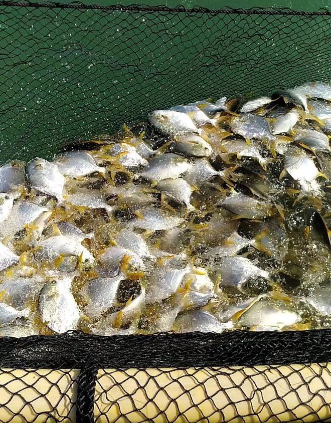 這條海水魚大火!他首創(chuàng)金鯧批量育苗技術,引領規(guī)模化養(yǎng)殖時代