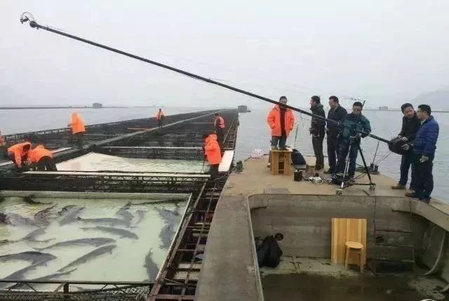 AI圖像識別技術!數(shù)清一個池塘里的魚只需5秒鐘!