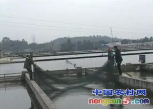 楊國明 內循環養殖創造水產品高產奇跡