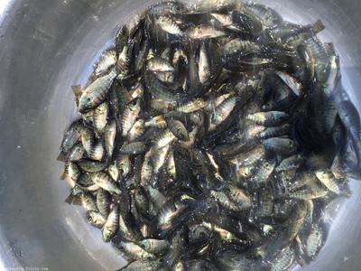 【羅非魚苗,羅非魚苗批發(fā),羅非魚苗價(jià)格】價(jià)格,廠家,鯧魚