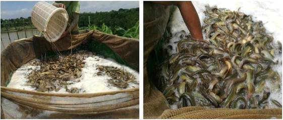 不懼價(jià)格低迷,大北農(nóng)神爽泥鰍養(yǎng)戶畝利潤超7000元!