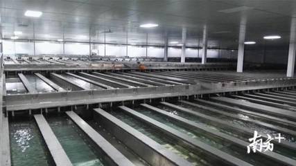 &ldquo;佛山品質&rdquo;調研|你排號排到流淚的太二酸菜魚,來自這個&ldquo;鱸魚大王&rdquo;