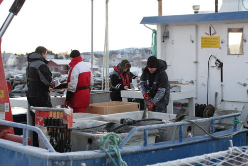 起底挪威三文魚養殖業 去年中國多吃了1倍,養殖場被批像化學工廠