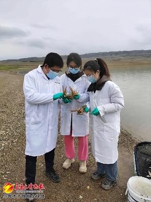 新疆冰川龍蝦產(chǎn)業(yè)技術(shù)研究中心成立