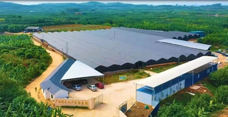 西鄉(xiāng)塘區(qū):大力發(fā)展現(xiàn)代農(nóng)業(yè) 升級(jí)鄉(xiāng)村振興&ldquo;引擎&rdquo;