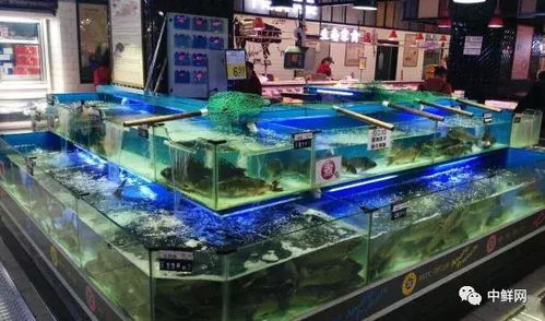 商超水產(chǎn)各品項養(yǎng)殖及保鮮技術(shù)專業(yè)指導