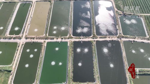 千城百縣看中國(guó) 菏澤定陶 水產(chǎn)養(yǎng)殖基地迎來(lái)金秋 第一捕