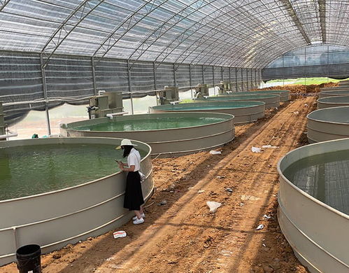 水產養(yǎng)殖工廠化循環(huán)水,山區(qū)流水養(yǎng)殖鱘魚技術如何