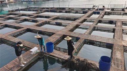 漁極鮮首家線下品牌店盛大開業(yè),助力地方產業(yè)發(fā)展與鄉(xiāng)村振興