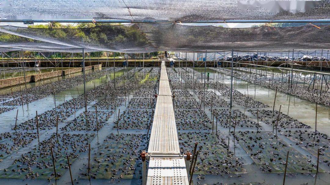 國(guó)家種業(yè)陣型企業(yè)丨中洋集團(tuán)助力河鲀、蛙類&ldquo;破難題&rdquo;