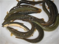 河南泥鰍養(yǎng)殖基地鄭州泥鰍養(yǎng)殖技術(shù)