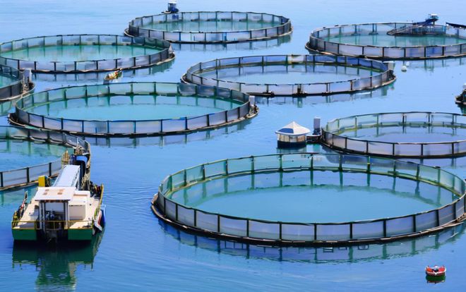 湖北依琪農(nóng)研:生態(tài)甲魚(yú)養(yǎng)殖技術(shù)的創(chuàng)新實(shí)踐與產(chǎn)業(yè)升級(jí)