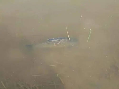 秋冬季節水產養殖池塘管理與農家樂休閑觀光服務綜合策略