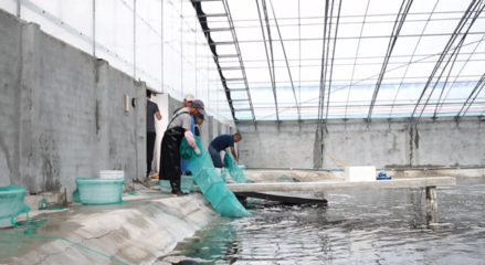 對蝦畝均產量提升60倍，三門養殖基地靠什么？