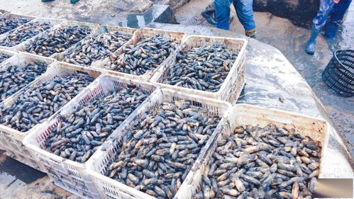 一畝地賺1.2萬 不斷學習先進技術，水產養(yǎng)殖增收增產之道