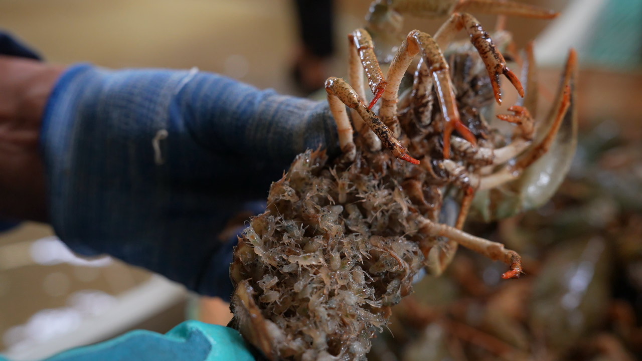 吉木乃縣窄螯螯蝦人工孵化成功 特色水產養(yǎng)殖與休閑觀光融合發(fā)展