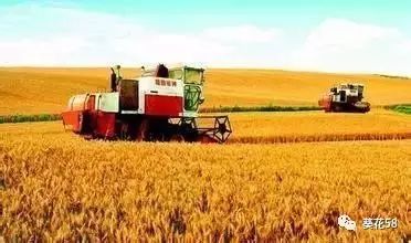 今年農業整體呈現'四漲一降'態勢，水產養殖表現突出